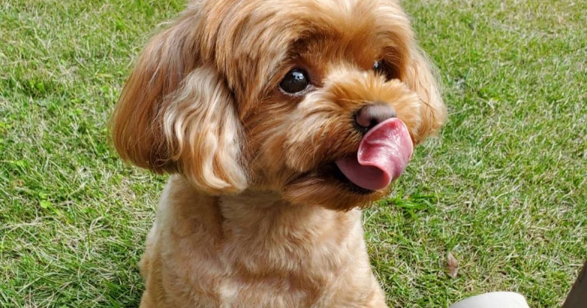犬の表情・しぐさから気持ちを読む方法——東大研究が示した“好き”のサイン