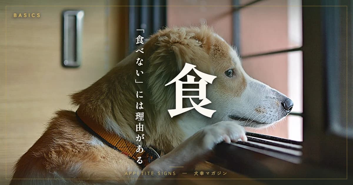 犬がご飯を食べない理由と対処法——“食べムラ”で済ませてはいけない病気のサイン