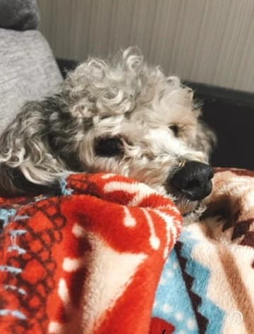 愛犬のハチ